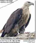 Орлан-долгохвост фото (Haliaeetus leucoryphus) - изображение №676 onbird.ru.<br>Источник: www.avianweb.com